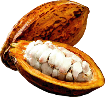 pngimg.com - cacao_PNG6